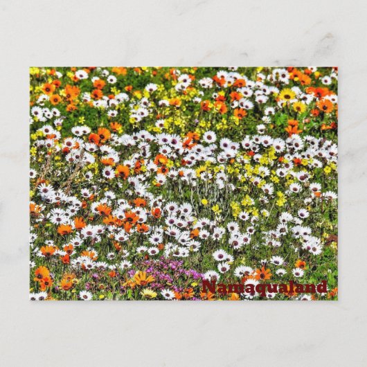 Carte Postale Namaqualand Daises (Devant)