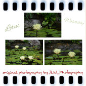 Carte Postale Namaste Lotus Nénuphar Jaune Vert Floral
