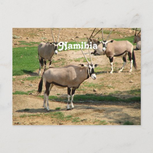 Carte Postale Namibie (Devant)