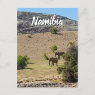 Carte Postale Namibie Afrique Huab River Elephant Damaraland