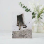 Carte Postale Nap (Debout devant)