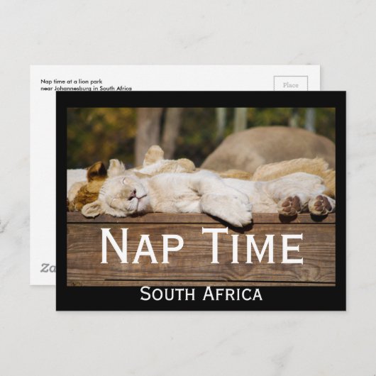 Carte Postale Nap Time Lion Cubs Afrique du Sud (Devant / Derrière)