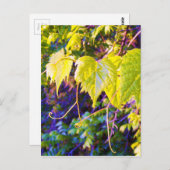 Carte Postale Napa Valley (Devant / Derrière)