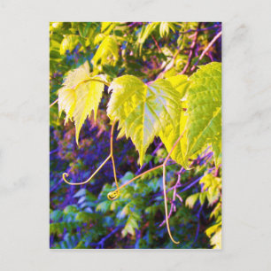 Carte Postale Napa Valley