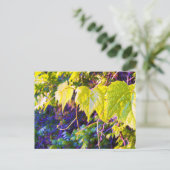 Carte Postale Napa Valley (Debout devant)