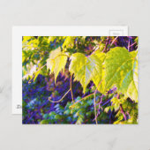 Carte Postale Napa Valley (Devant / Derrière)