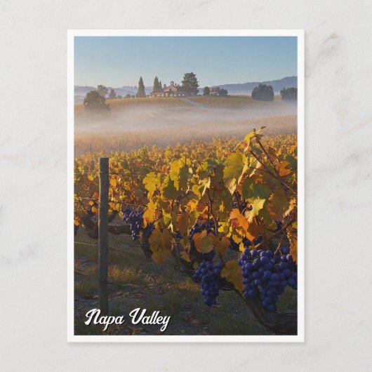 Carte Postale Napa Valley California Vinyard Winery (Devant)