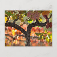 Napa Valley Vineyard en Californie