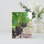 Carte postale Napa Valley Vineyards ! (Debout devant)