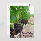Carte postale Napa Valley Vineyards ! (Devant / Derrière)
