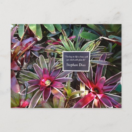 Carte Postale Naples Florida Botanical Garden Stephen Dias Citat (Devant)