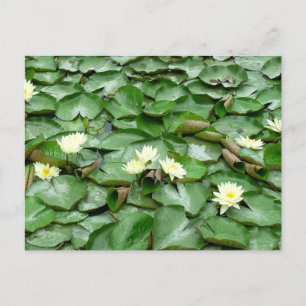 Carte Postale Nappes D'Eau