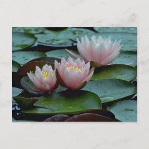 Carte Postale Nappes D'Eau En Rose
