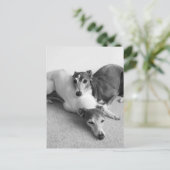 Carte Postale Napping Italian Greyhounds (Debout devant)