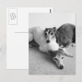 Carte Postale Napping Italian Greyhounds (Devant / Derrière)