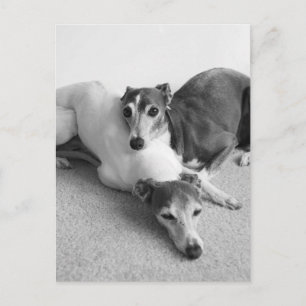 Carte Postale Napping Italian Greyhounds