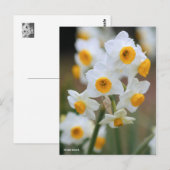 Carte Postale Narcisse [Carte postale] (Devant / Derrière)