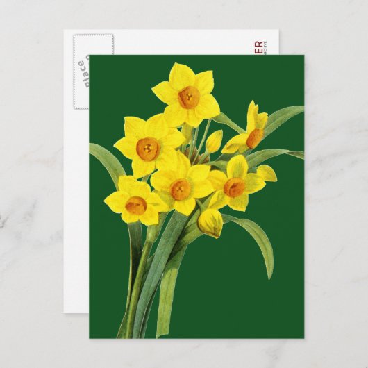 Carte Postale Narcisse (N Tazetta) (Devant / Derrière)