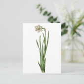 Carte postale - Narcissus (Debout devant)