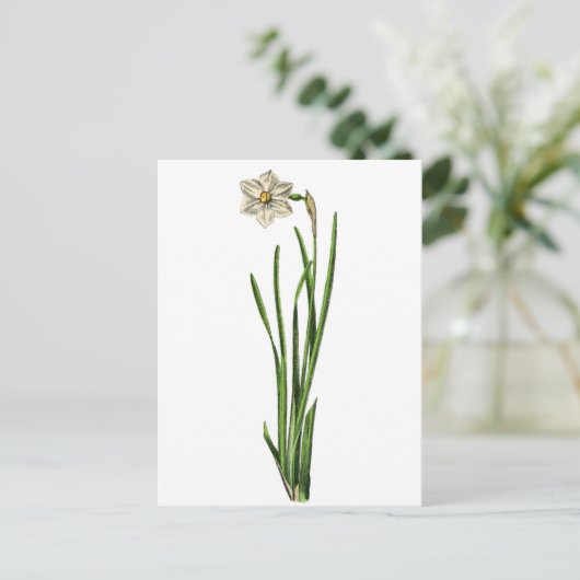 Carte postale - Narcissus (Debout devant)