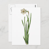 Carte postale - Narcissus (Devant / Derrière)