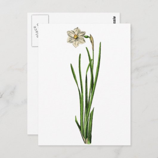 Carte postale - Narcissus (Devant / Derrière)