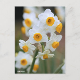Carte Postale Narcissus [Carte postale]