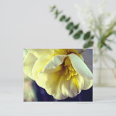 Carte Postale Narcissus Daffodil (Debout devant)