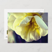 Carte Postale Narcissus Daffodil (Devant / Derrière)