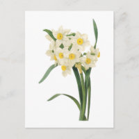 narcissus(Narcissus tazetta) par Redouté