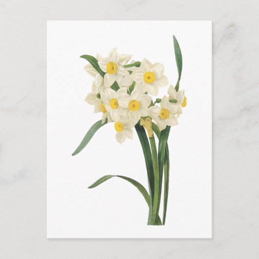 Carte Postale narcissus(Narcissus tazetta) par Redouté (Devant)