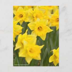 Carte Postale Narcissus "Sensation précoce" [Carte postale]