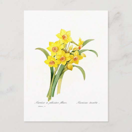 Carte Postale Narcissus tazetta (Devant)