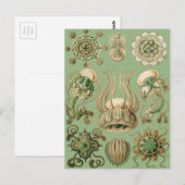 Carte Postale Narcomedusae d'Ernst Haeckel (Devant / Derrière)