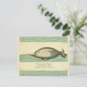 Carte Postale Narwhal Antique Baleine Aquarelle Art scientifique (Debout devant)