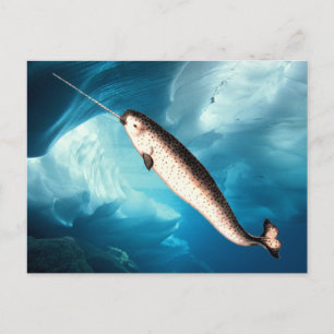 Carte Postale Narwhal Postcards