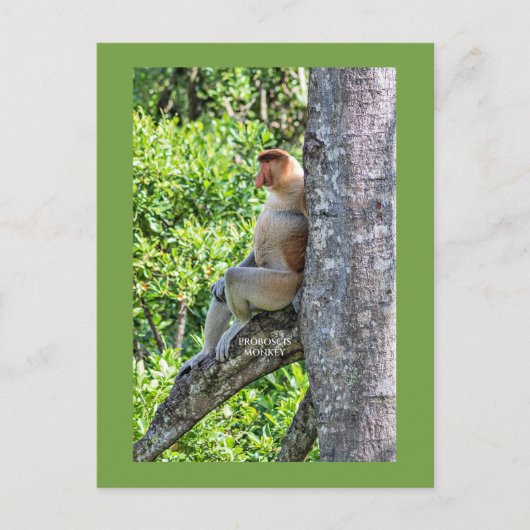 Carte Postale Nasique (Devant)