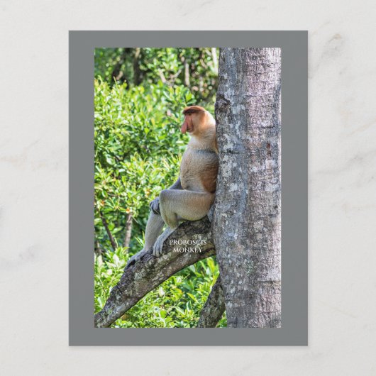 Carte Postale Nasique (Devant)