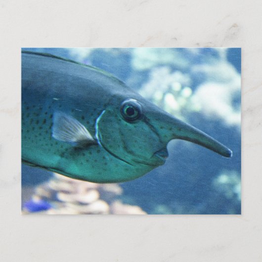 Carte Postale Naso brevirostris (Devant)