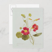 Carte Postale Nasturtium (Devant / Derrière)