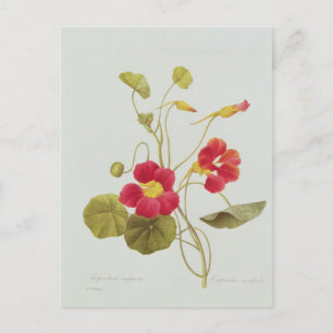 Carte Postale Nasturtium
