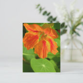 Carte Postale Nasturtium (Debout devant)
