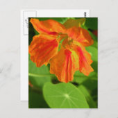 Carte Postale Nasturtium (Devant / Derrière)