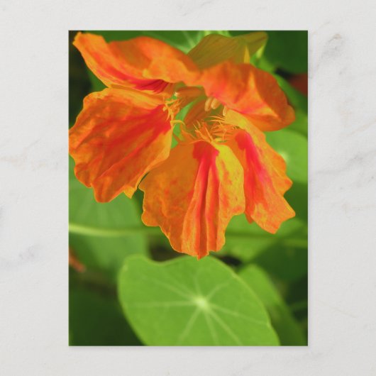 Carte Postale Nasturtium (Devant)