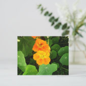 Carte Postale Nasturtium (Debout devant)