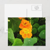 Carte Postale Nasturtium (Devant / Derrière)