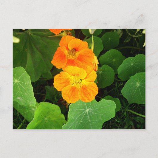 Carte Postale Nasturtium (Devant)