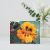 Carte Postale Nasturtium jaune-orange intense (Debout devant)