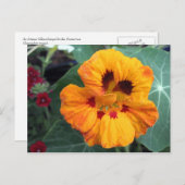 Carte Postale Nasturtium jaune-orange intense (Devant / Derrière)