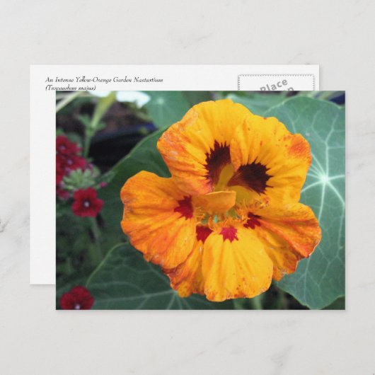 Carte Postale Nasturtium jaune-orange intense (Devant / Derrière)